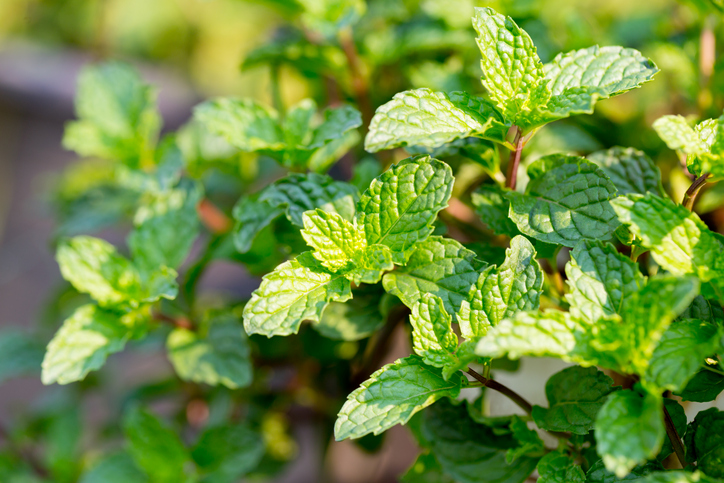fresh herbs help keep away pests