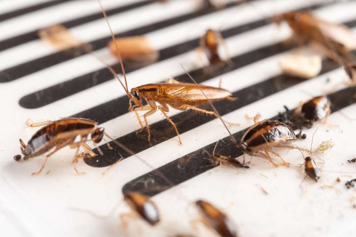 Lots of Cockroaches making Pest Control Visalia mandatory