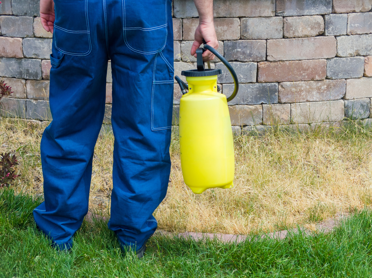 Pest Control for New Home