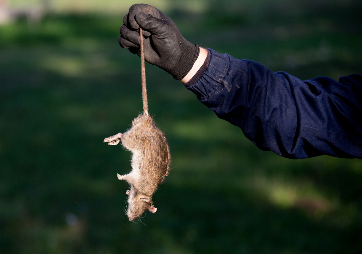 experts from rodent control Visalia warding off rats
